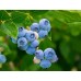 Тор за боровинки / Bluberries and ericaceae